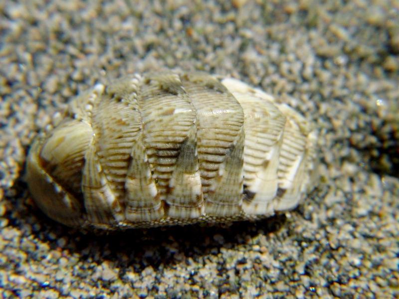 Chiton olivaceus